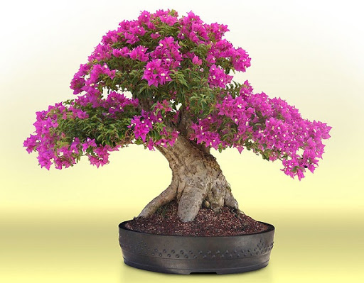 Cây hoa giây được tạo nghệ thuật làm cây bonsai